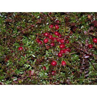 Cranberry Cranberries Vaccinium macrocarpon amerikanische