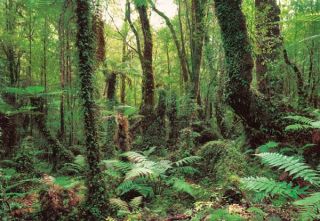 Fototapete Wald Dschungel GRÜN Farn Bäume 8 253 368x254