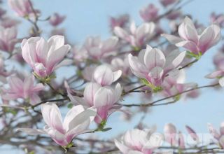 Komar Fototapete, Magnolia, 8 teilig, 368 x254 cm, rosa weisse