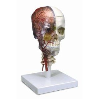 Anatomische Modelle   Künstliche Skelette und Modelle
