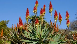Aloe vera   echte Curacao Aloe, 10 Seeds #458