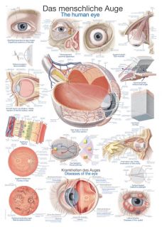 Anatomische Lehrtafel Das menschliche Auge, 50x70cm, neueste