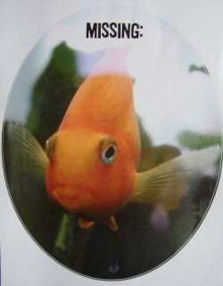 WC Deckel Toilettendeckel Aufkleber Goldfisch Missing