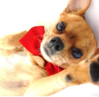 Hundefliege FliederHundeschmuck Halsband Katze Pudel Collie Terrier