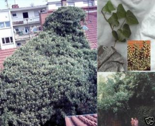 100 Efeu   Samen / Immergrüne, schnellwüchsige Kletterpflanze für