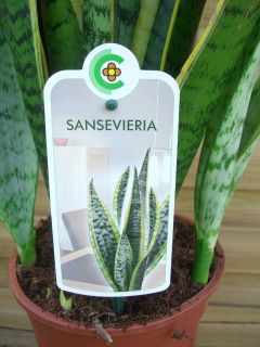 Sansevieria, oder auch Bogenhanf, ist eine bekannte Blattpflanze aus