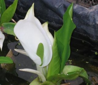 Sumpfkalla weiß (Calla palustris)   Teichpflanzen Teichpflanze Teich