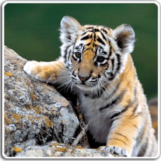 3D Mousepad Sibirischer Tiger, Tiere