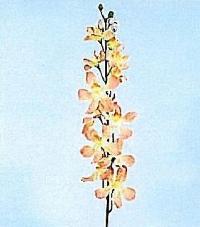 Singapur Orchidee mit 12 Blüten 6x1 St MTG #ve #MTG866 NEU in OVP