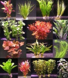 40 Aquarium Pflanzen   schönes buntes Sortiment *TOP*