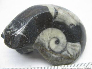 ca.5 7cm,Schnecke,Fossilien,Mineralien,Edelstein,Kristall / 979