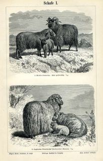 Schafe Merino Heidschnucke Fleischschaf BBB 2 Tafeln von 1892 16x24cm