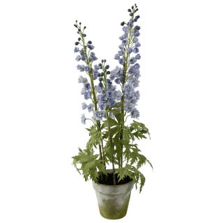Delphinium 35 inch Tall Potted Plant