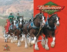 Tin Sign   Budweiser   Clydesdales