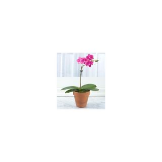 Mothers Day Preorder) Teacup Orchid