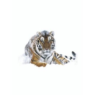 POSTER SIBERIAN TIGER 61 x 91,5 cm   Achat / Vente TABLEAU   POSTER