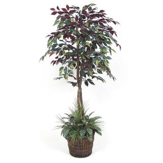 ft Capensia Tree Today $122.79 3.5 (2 reviews)