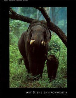 Asian Elephant Finest LAMINATED Print Konrad Wothe 22x28