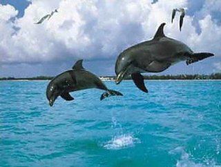 Kunstdruck / Poster 71x56 Delfine Meer Möwen Wasser Delfin Bild Deko